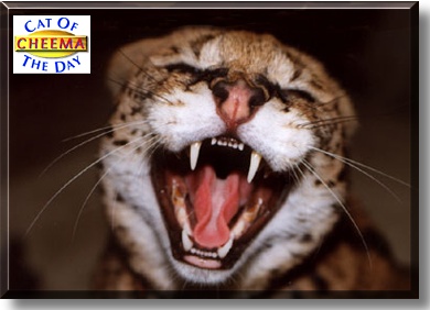 Cheema, the Cat of the Day