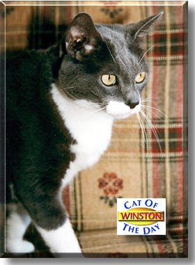 Winston, the Cat of the Day