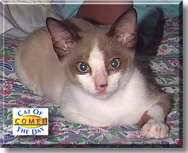Comel, the Cat of the Day