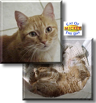 Mickey, the Cat of the Day