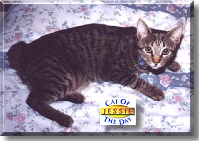 Jessie, the Cat of the Day