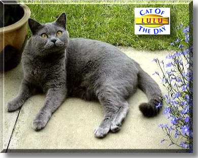 Lulu, the Cat of the Day