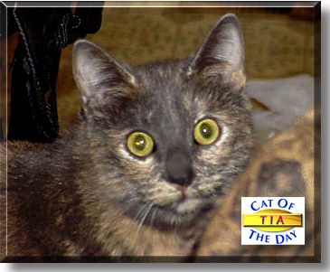 Tia, the Cat of the Day