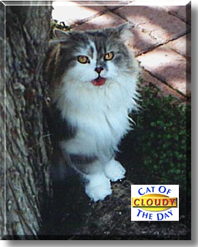 Cloudy, the Cat of the Day