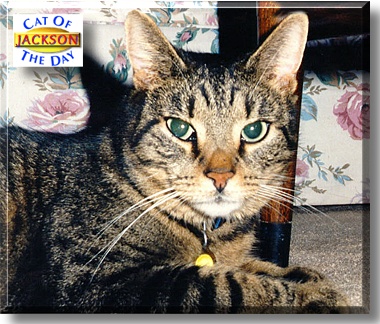 Jackson, the Cat of the Day