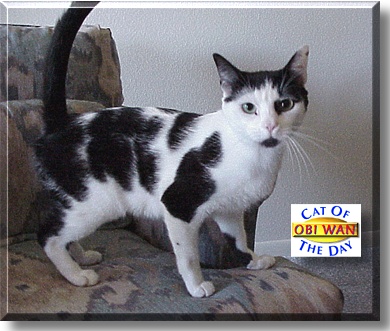 Obi Wan Kitty, the Cat of the Day