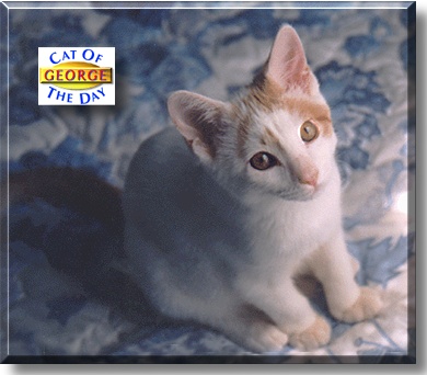 George, the Cat of the Day