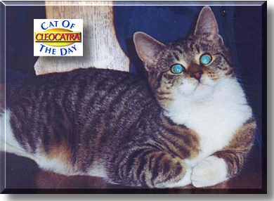 CleoCatra, the Cat of the Day