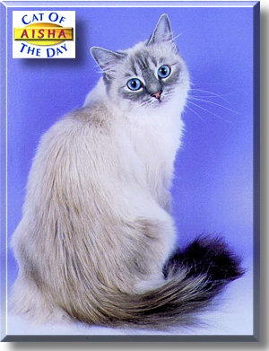 Aisha, the Cat of the Day