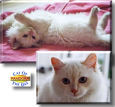 Pandora, the Cat of the Day