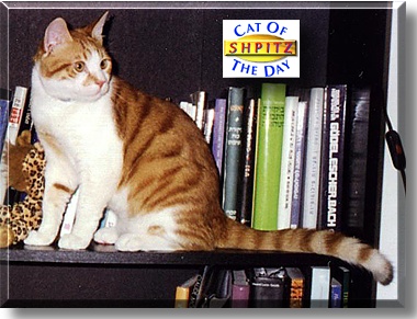 Shpitz, the Cat of the Day