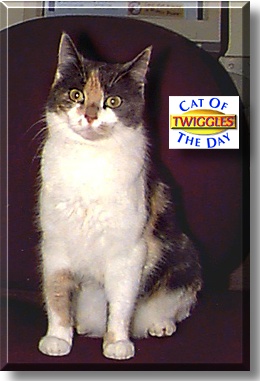 Twiggles, the Cat of the Day