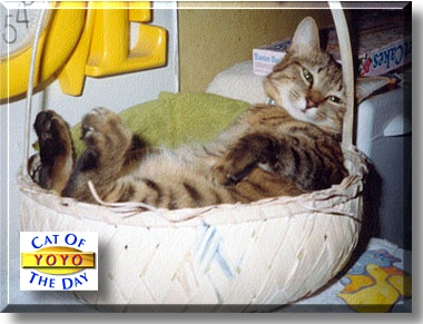 YoYo, the Cat of the Day