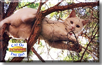 Snowwhite, the Cat of the Day
