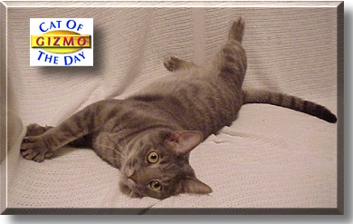 Gizmo, the Cat of the Day