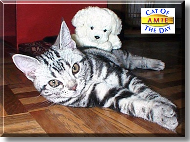 Amie, the Cat of the Day