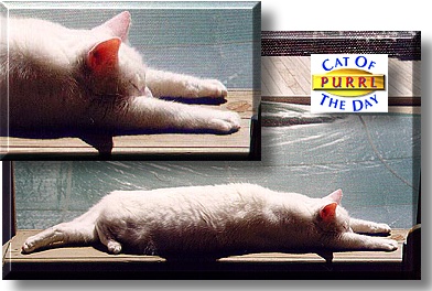 Purrl, the Cat of the Day