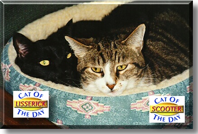 Lisserick and Scooter, the Cats of the Day