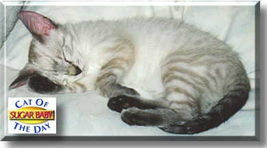 Sugar Baby, the Cat of the Day