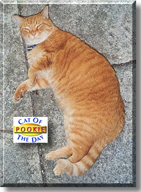 Pookie, the Cat of the Day