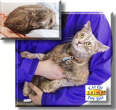 Saima, the Cat of the Day