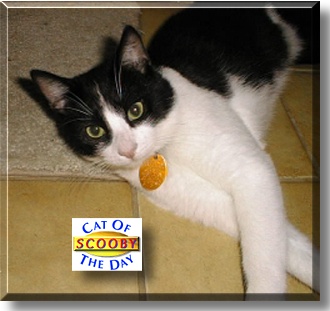 Scooby, the Cat of the Day