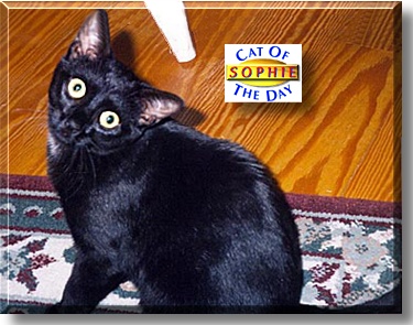 Sophie, the Cat of the Day