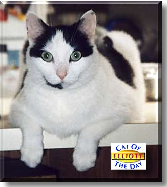 Elliott, the Cat of the Day