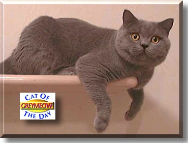 Greymeow, the Cat of the Day