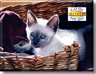 Oliver, the Cat of the Day