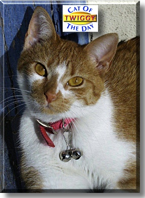 Twiggy, the Cat of the Day