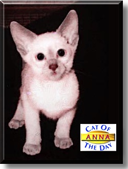 Anna, the Cat of the Day
