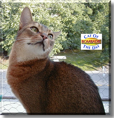 Bombadil, the Cat of the Day