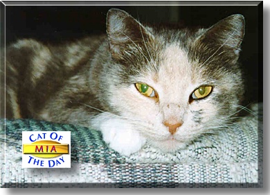 Mia, the Cat of the Day