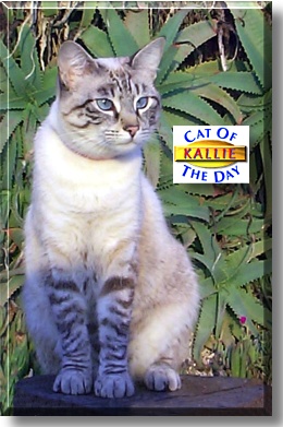 Kallie, the Cat of the Day