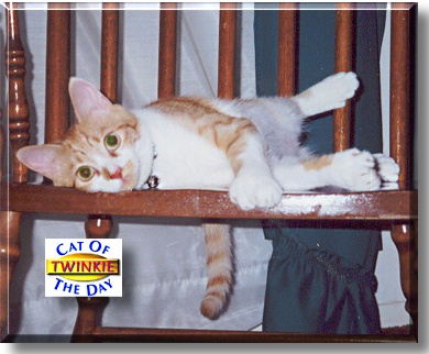 Twinkie, the Cat of the Day