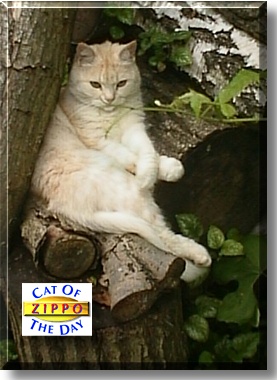 Zippo, the Cat of the Day