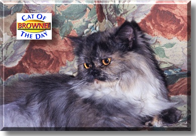 Brownei, the Cat of the Day