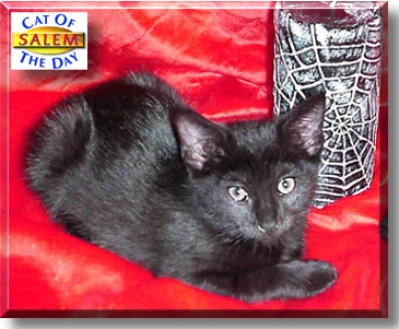 Salem, the Cat of the Day