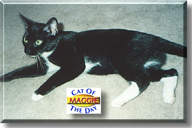 Maggie, the Cat of the Day
