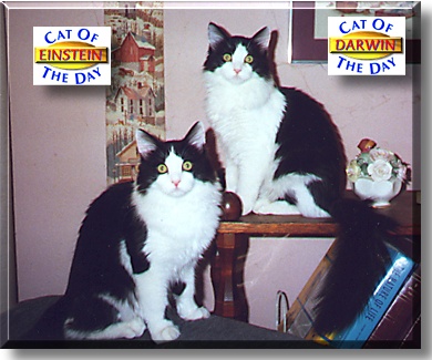 Darwin and Einstein, the Cats of the Day