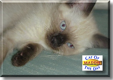 Maddie, the Cat of the Day