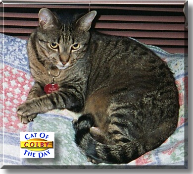 Colby, the Cat of the Day