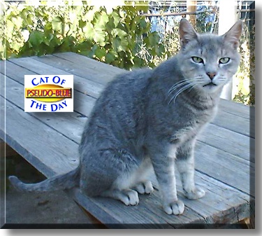 PseudoBlue, the Cat of the Day