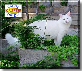 Casper, the Cat of the Day