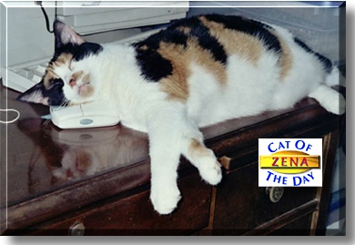 Zena, the Cat of the Day