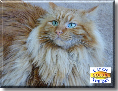 Goldie, the Cat of the Day