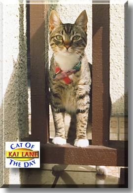 Kai Lani, the Cat of the Day