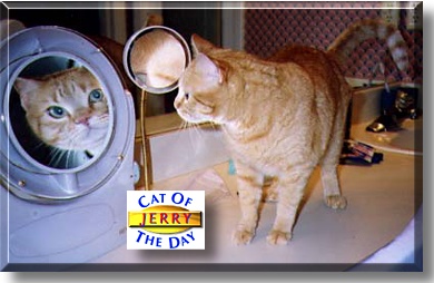 Jerry, the Cat of the Day