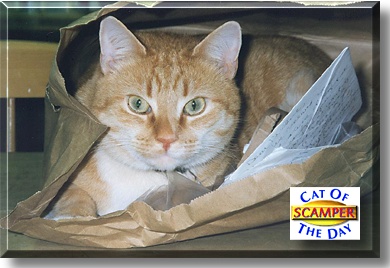 Scamper, the Cat of the Day